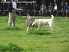 Il cane del Dr. Sucrat durante una fase del combattimento